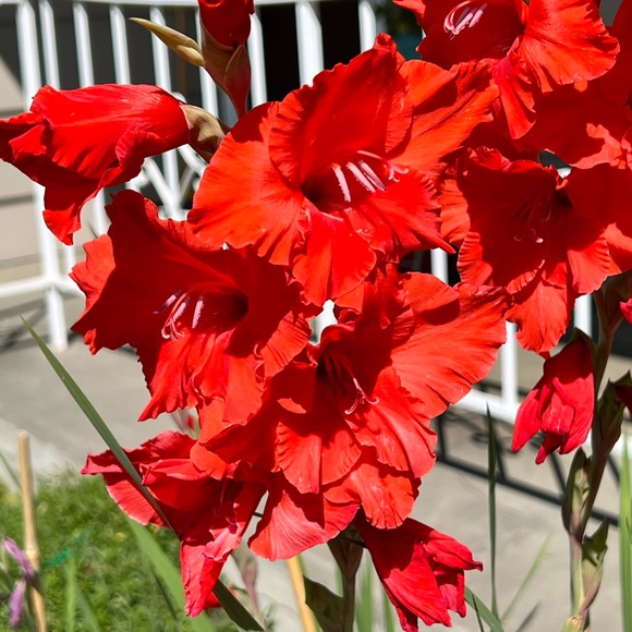 Meet your Posher, Becky - Picture 1 of 1